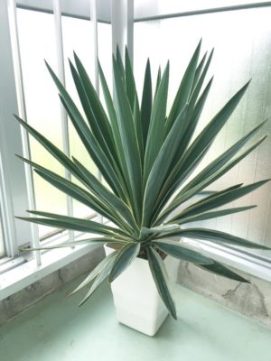 Photo by lumpenさん@GreenSnap