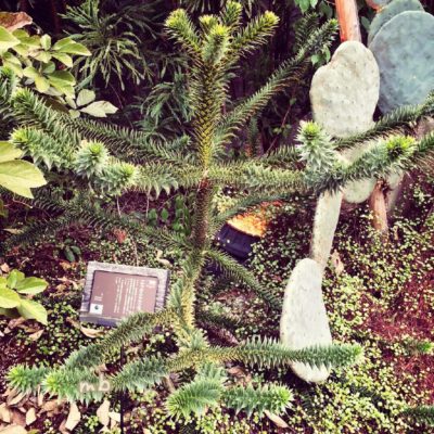 Photo by miibuさん@GreenSnap