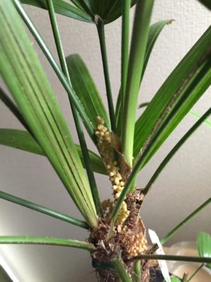 Photo by soraさん@GreenSnap