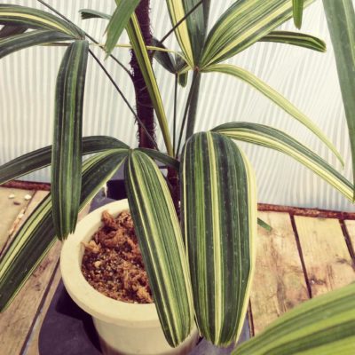 Photo by faithさん@GreenSnap