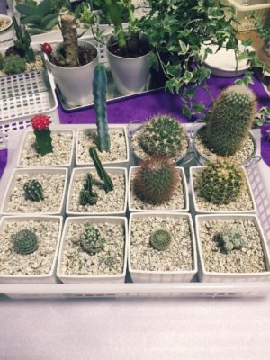 Photo by しぃ｡:°ஐ♡*さん@GreenSnap