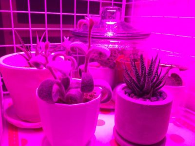 Photo by paxiさん@GreenSnap