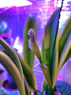 Photo by Mariaさん@GreenSnap