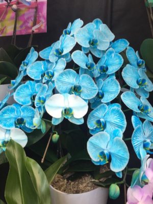 Photo by マリリンさん@GreenSnap 