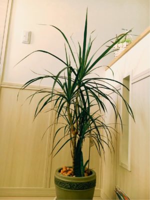 Photo by モンステラさん@GreenSnap