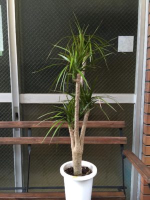 Photo by ゆみゆみゆさん@GreenSnap