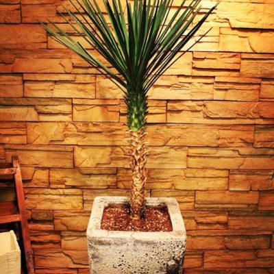 出典元：Instagram