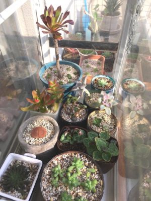 Photo by Qさん@GreenSnap