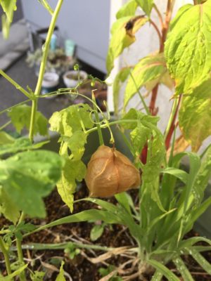 Photo by るあはなさん@GreenSnap