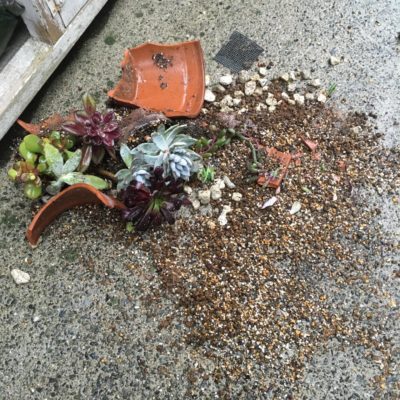 Photo by mikiさん@GreenSnap