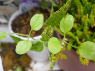 Photo by 鴨吉さん@GreenSnap