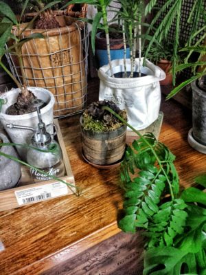 Photo by CHOBIさん@GreenSnap