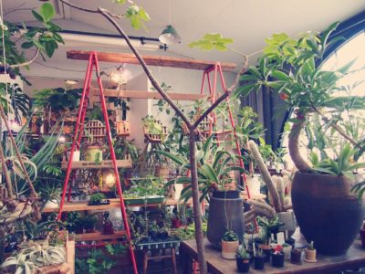 秘密基地のような京都の観葉植物販売店 Greensnap グリーンスナップ 秘密基地のような京都の観葉植物販売店 Greensnap グリーンスナップ