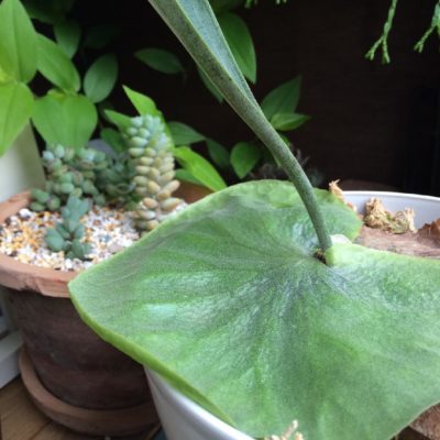 Photo by mekulu44さん@GreenSnap