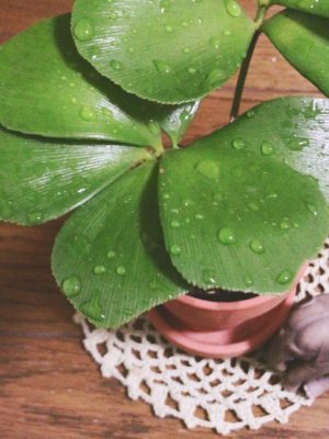 Photo by mekulu44さん@GreenSnap