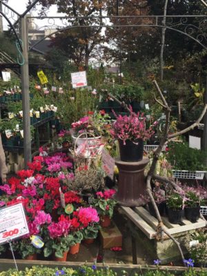 Photo by ちまちまさんさん@GreenSnap