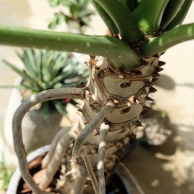 Photo by 鈴木 潤一さん@GreenSnap