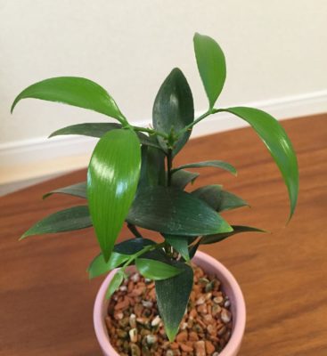 Photo by まっきぃさん@GreenSnap 