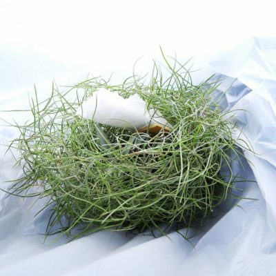 出典元：Instagram