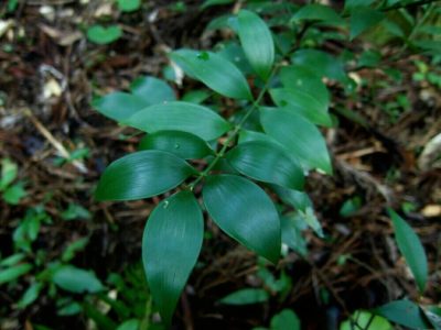 Photo by K.Mamboさん@GreenSnap