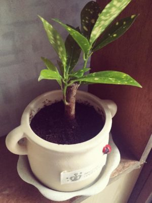 Photo by まりまるさん@GreenSnap