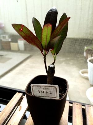 Photo by snowさん@GreenSnap