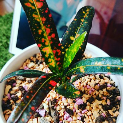 Photo by kawokawoさん@GreenSnap