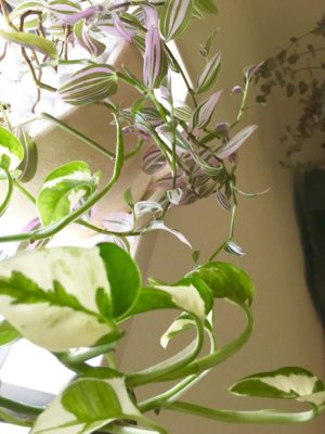 Photo by hiromiさん@GreenSnap