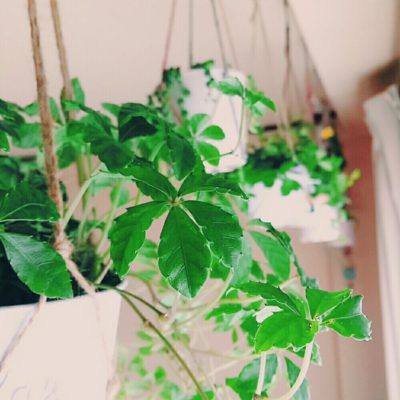 Photo by washiさん@GreenSnap