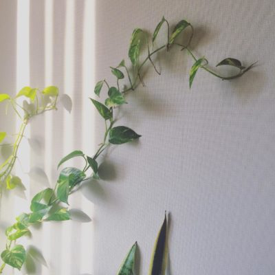 Photo by ちっちさん@GreenSnap 