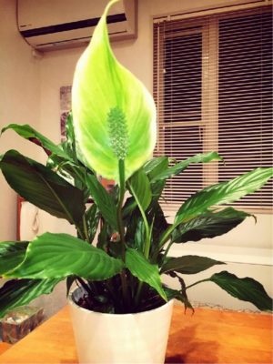 Photo by モンステラさん@GreenSnap