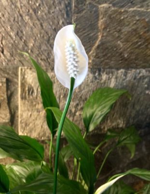 Photo by ☆*:.｡. airin .｡.:*☆さん@GreenSnap