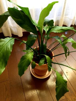 Photo by こゆめさん@GreenSnap 