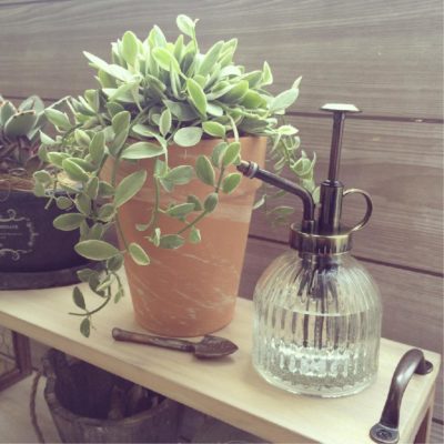 Photo by tsukikoさん@GreenSnap