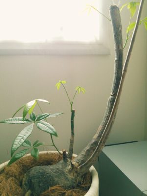 ここがおすすめ 沖縄で人気の観葉植物販売店 Greensnap グリーンスナップ