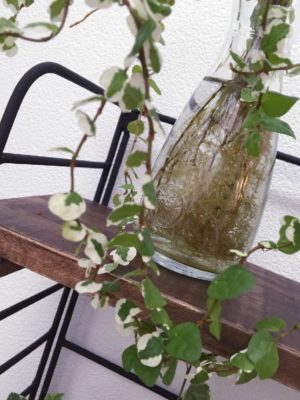 Photo by miwa♤さん@GreenSnap