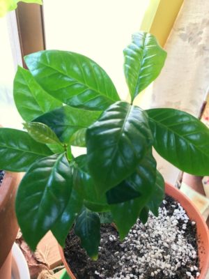 Photo by やっこさん@GreenSnap