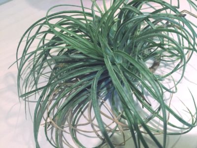 Photo by チャ太郎さん@GreenSnap 