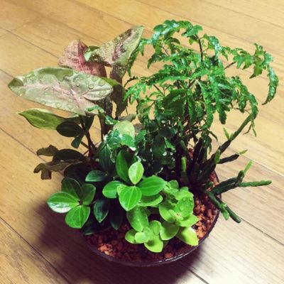 Photo by NovemberJoeさん@GreenSnap