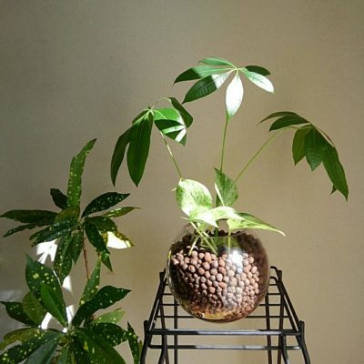 Photo by fresh -sumireさん@GreenSnap 