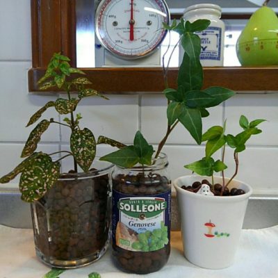 Photo by fresh -sumireさん@GreenSnap