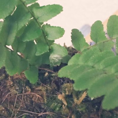 Photo by snowさん@GreenSnap