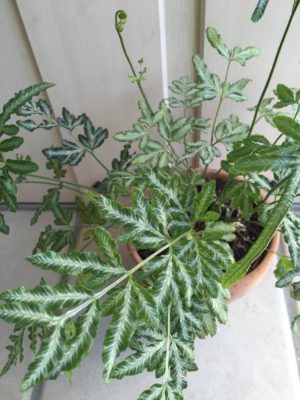 Photo by emptyさん@GreenSnap