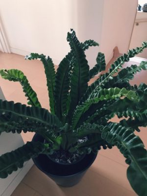 Photo by ラピスさん@GreenSnap 