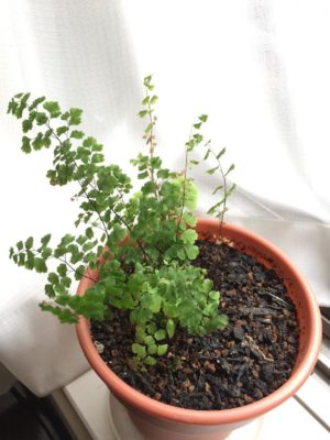 Photo by paxiさん@GreenSnap 