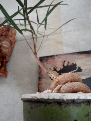 Photo by AJIKA0u0さん@GreenSnap