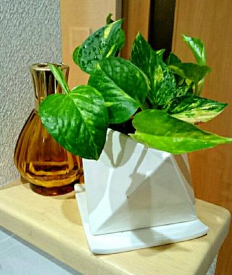 Photo by JULIAさん@GreenSnap 