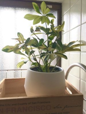 Photo by 松 祐さん@GreenSnap