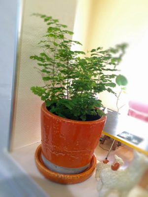 Photo by hiromiさん@GreenSnap