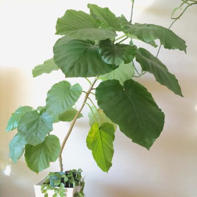 Photo by ちっちさん@GreenSnap